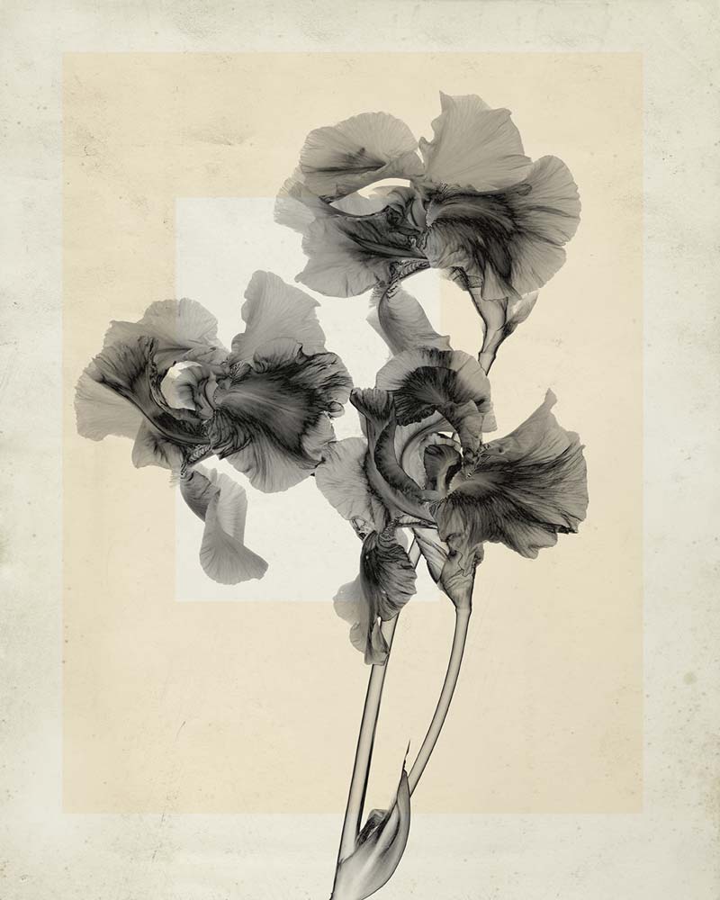 Thomas Ruff, flower.s_10